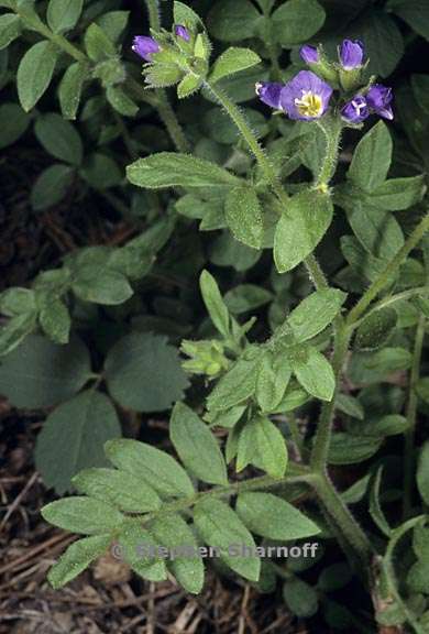 polemonium californicum 2 graphic